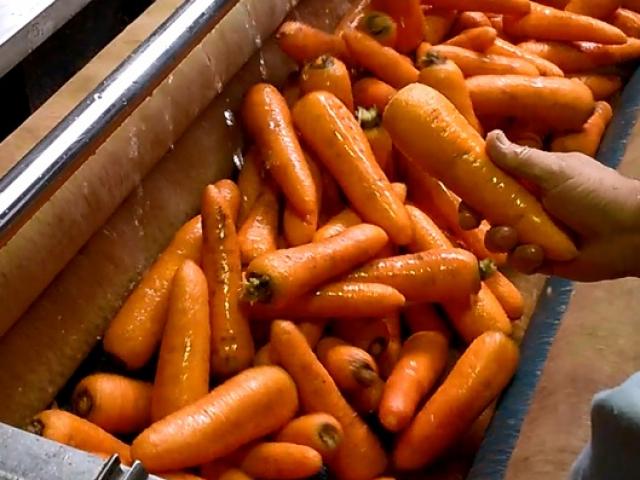 Машина для чистки овощей в Медногорске